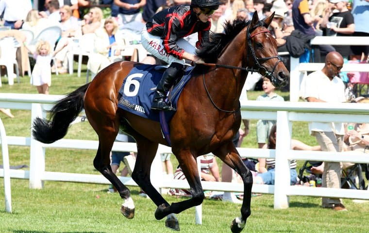 Racehorse and jockey on the course